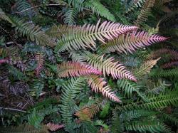 Blechnum parrisiae. Narrowly elliptic fertile fronds, tinged red when young.
 Image: L.R. Perrie © Leon Perrie CC BY-NC 3.0 NZ